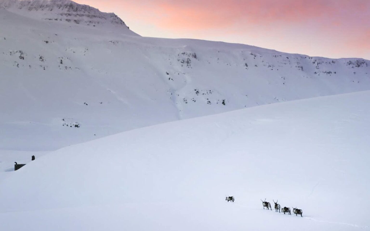 Where to Spot Wild Reindeer in Iceland We Seek Travel
