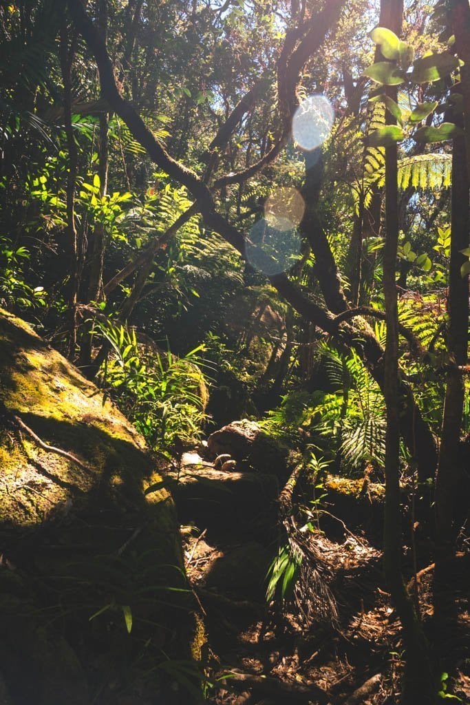 Mount Bartle Frere Hike Hiking Queensland's Tallest Mountain We Seek