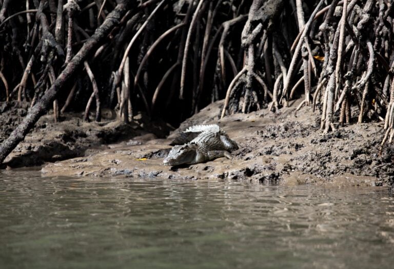 Crocodile at Port Douglas
