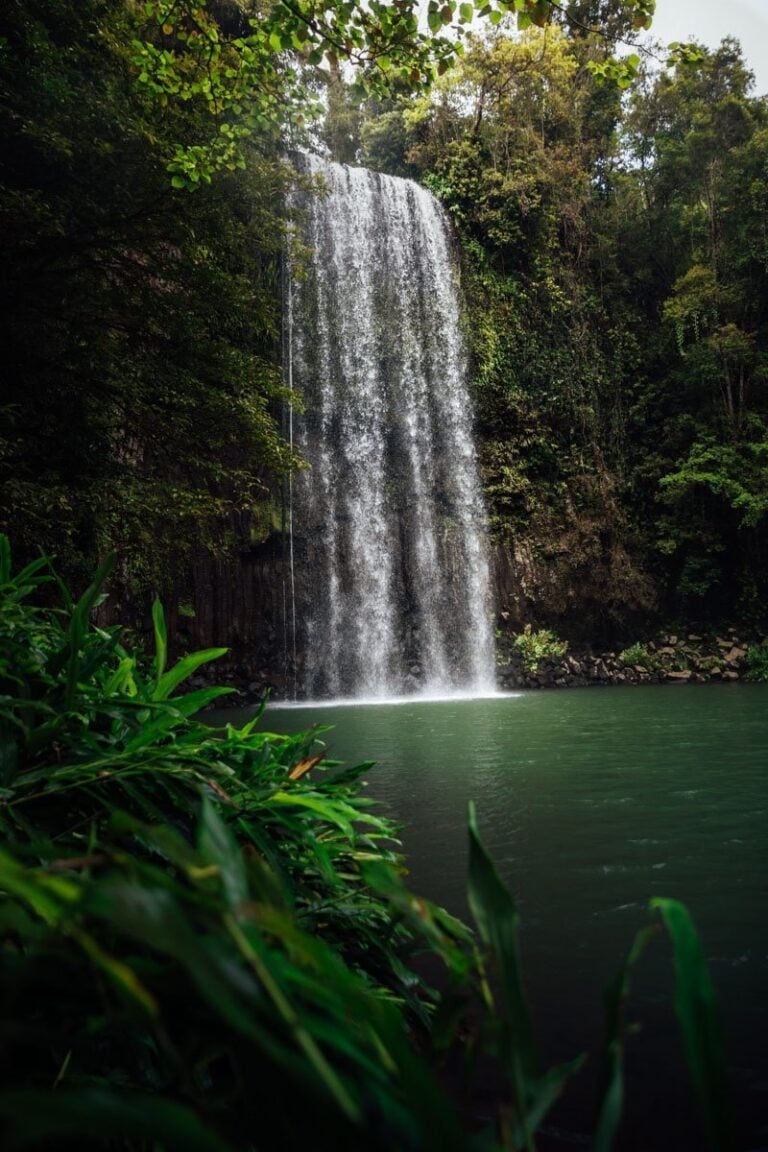 Millaa Millaa Falls Cairns Waterfall Guide