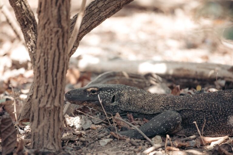 JUVENILE KOMODO DRAGON IN KOMODO NATIONAL PARK