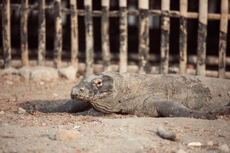 KOMODO DRAGON AT RINCA ISLAND