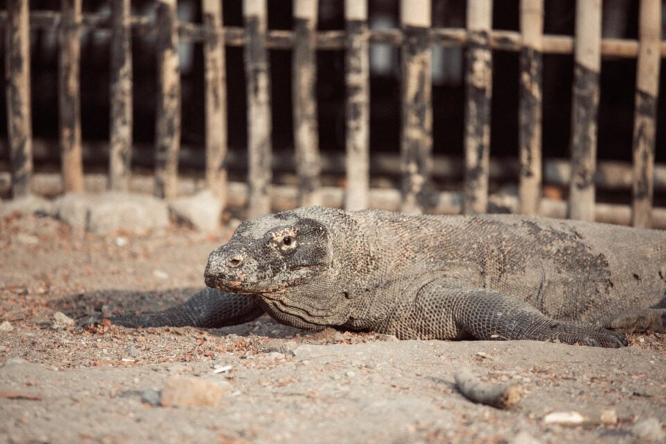 Rinca & Komodo Islands in Komodo National Park: Travel Guide
