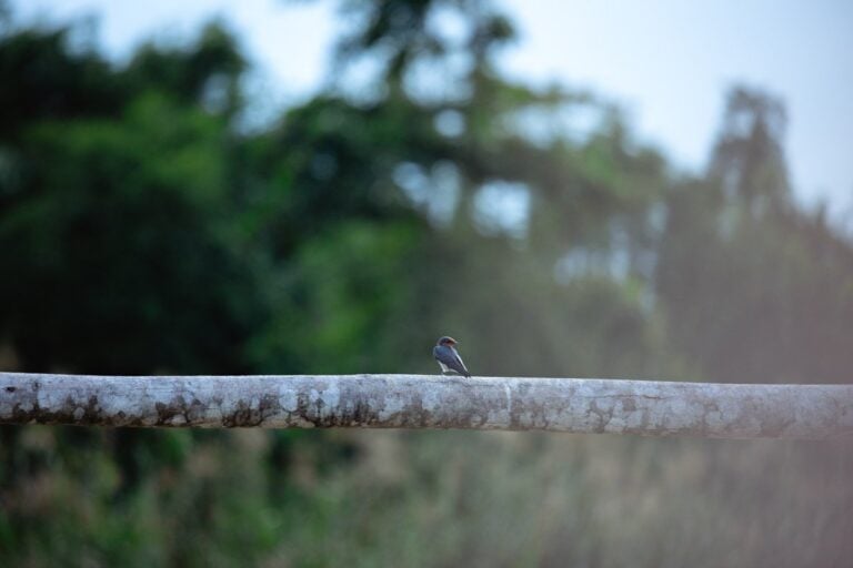 BIRDS ON THE KINABATANGAN RIVER