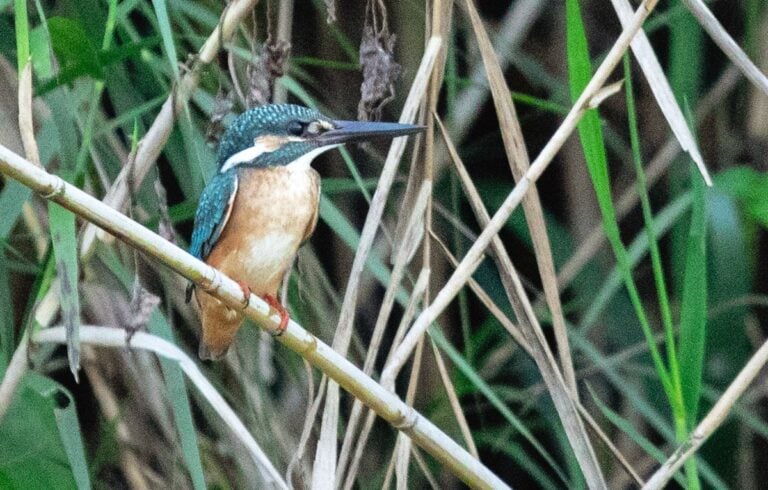 KINGFISHER BIRD SUKAU