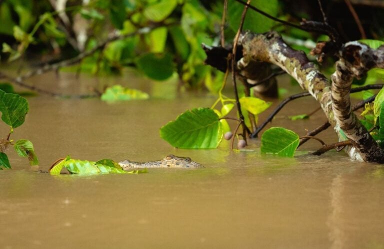 SALTWATER CROCODILE KINABATANGAN RIVER