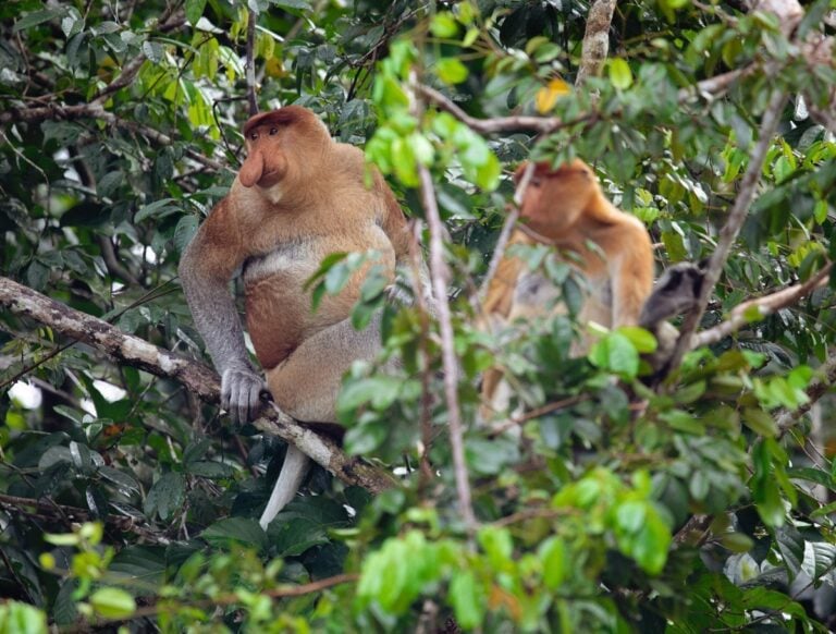 PROBOSCIS MONKEY, KINABATANGAN RIVER