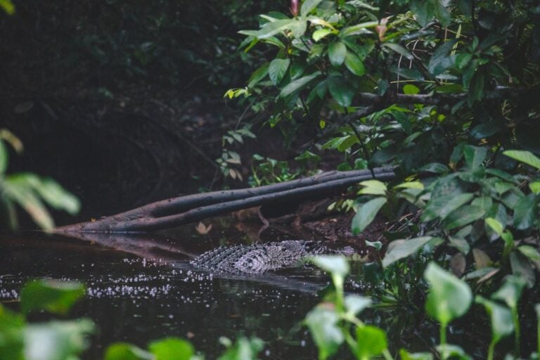 SALTWATER CROCODILE ON INDEPENDENT SUKAU KINABATANGAN RIVER CRUISE