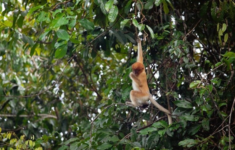 PROBOSCIS MONKEY IN SUKAU