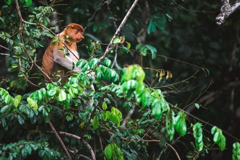 WILD PROBOSCIS MONKEY IN SABAH BORNEO