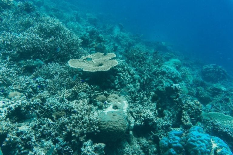 SNORKELING IN TUN SAKARAN MARINE PARK