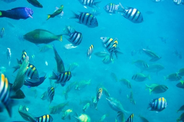 SNORKELING IN TUN SAKARAN MARINE PARK, ISLAND HOPPING