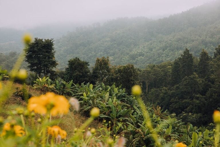 YUN LAI VIEWPOINT IN PAI FOR FREE