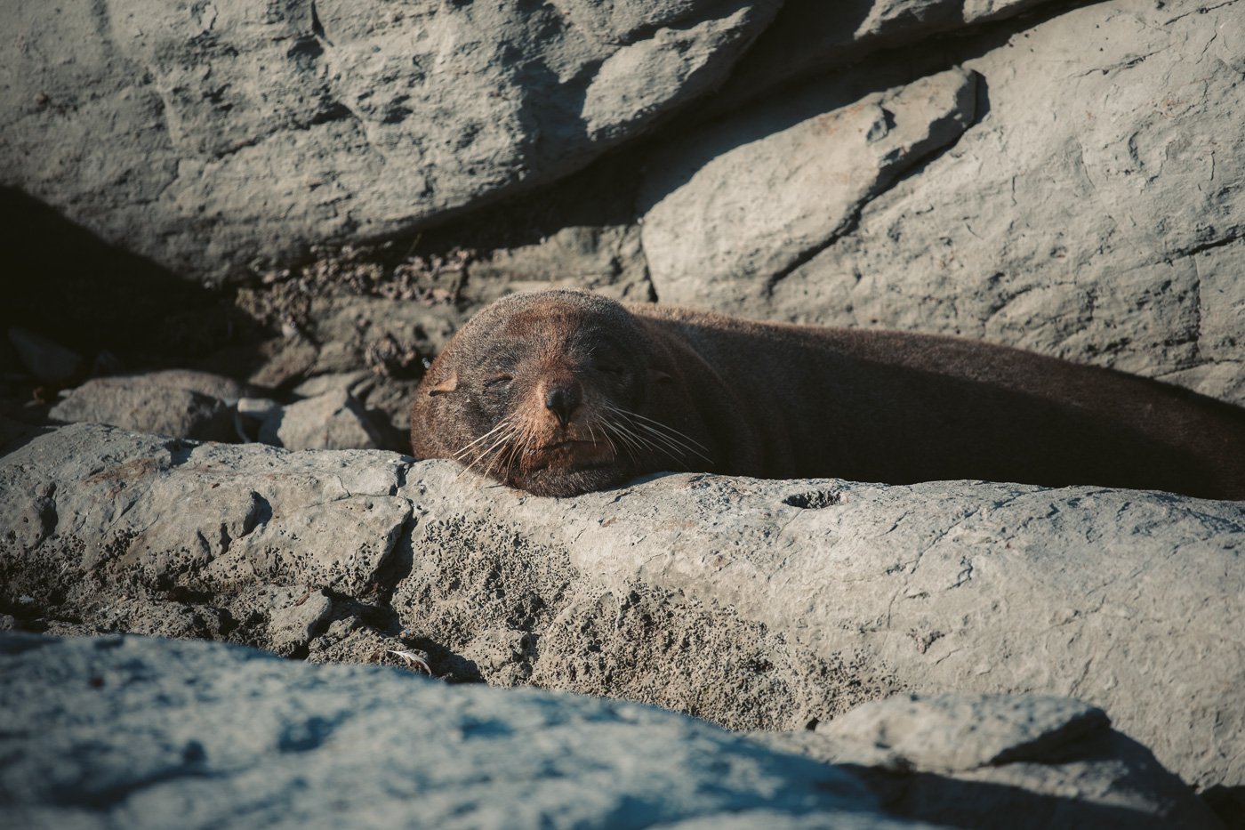 Where to See the Kaikoura Seal Colony South Island New Zealand We