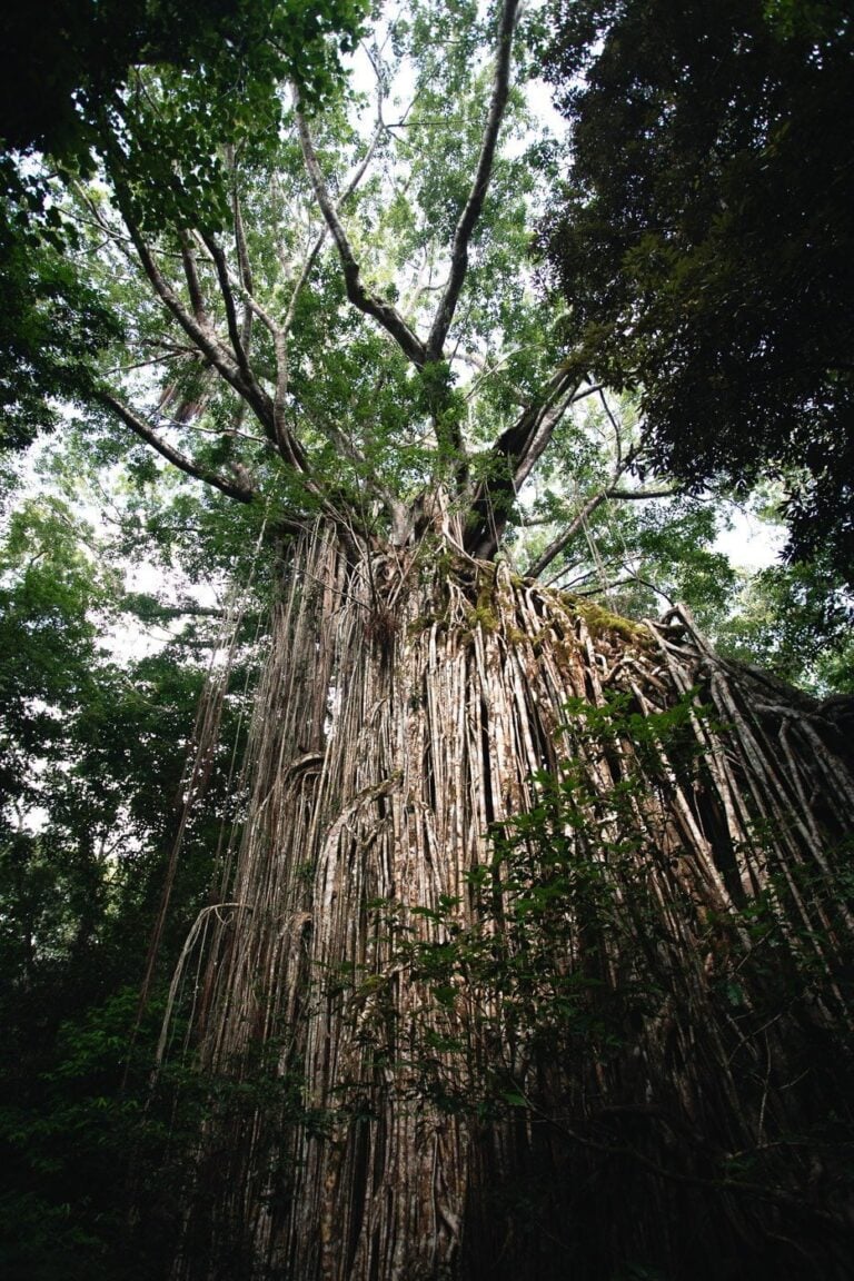 Visiting the Curtain Fig Tree in Yungaburra, Tablelands