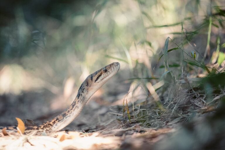 CARPET PYTHON ON THE HIKING TAIL