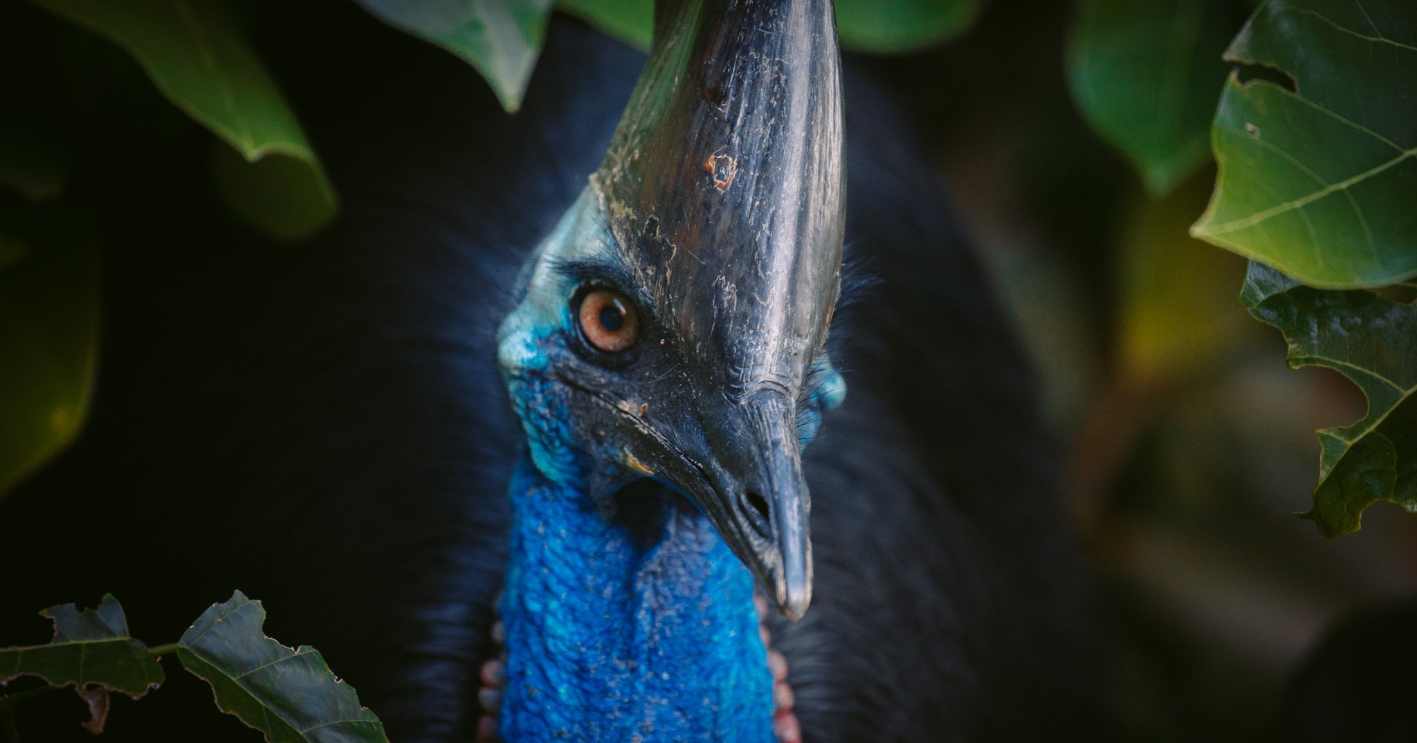 Etty Bay Cassowaries Where and How to Spot Wild Cassowaries near