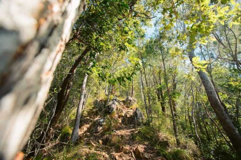 WADDLEBLA TRACK CAIRNS