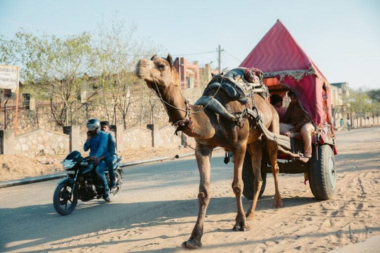 PUSHKAR CAMEL