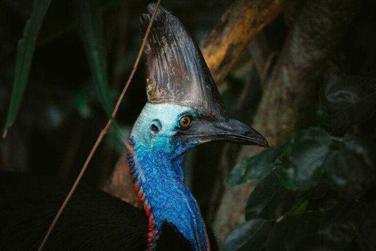CASSOWARY AT ETTY BAY QUEENSLAND