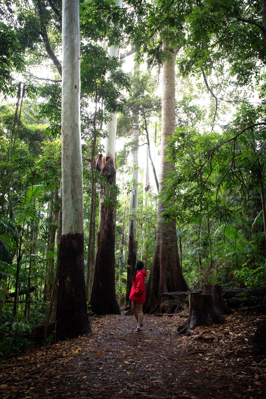 Curtis Falls & the Lower Creek Circuit Walk (Mt Tamborine)