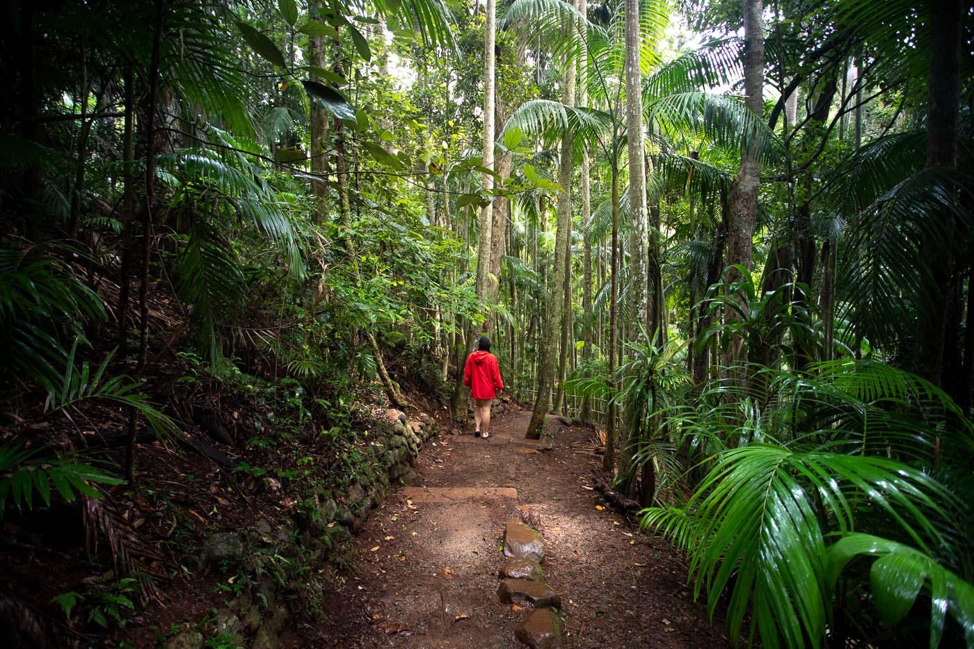 Curtis Falls & the Lower Creek Circuit Walk (Mt Tamborine)