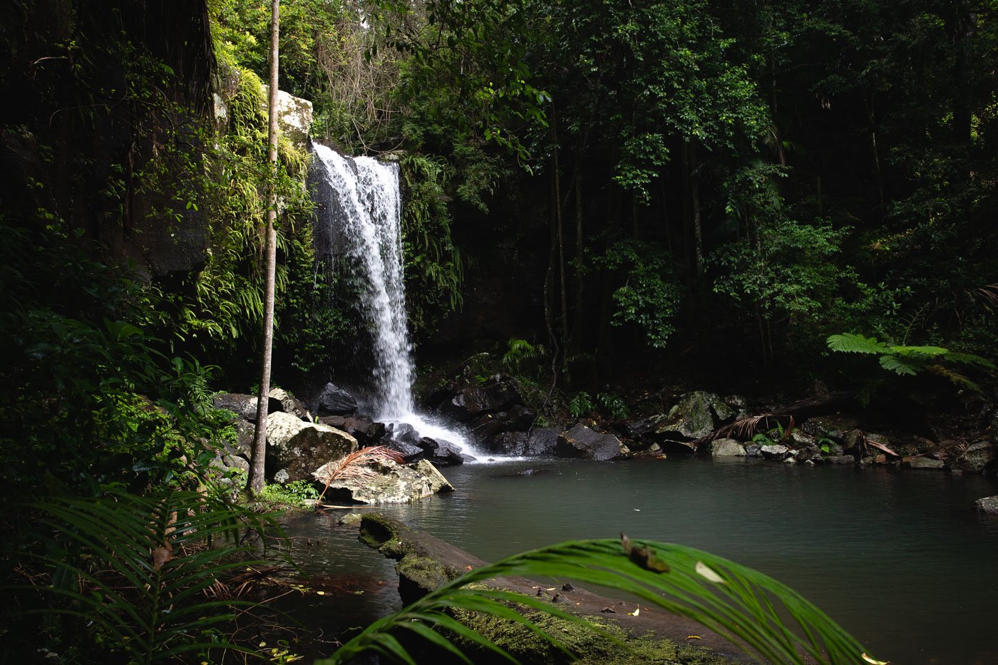 Curtis Falls & the Lower Creek Circuit Walk (Mt Tamborine)