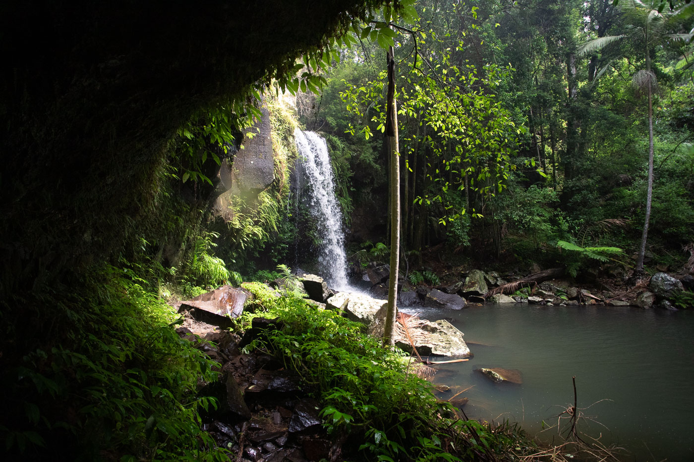 Curtis Falls & the Lower Creek Circuit Walk (Mt Tamborine)