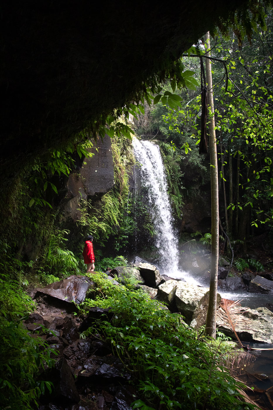 Curtis Falls & the Lower Creek Circuit Walk (Mt Tamborine)
