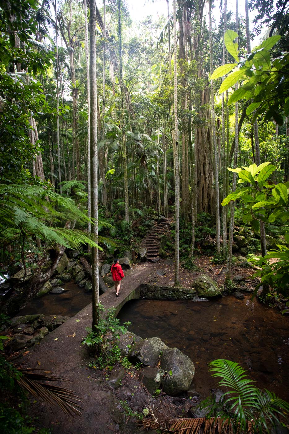 Curtis Falls & the Lower Creek Circuit Walk (Mt Tamborine)
