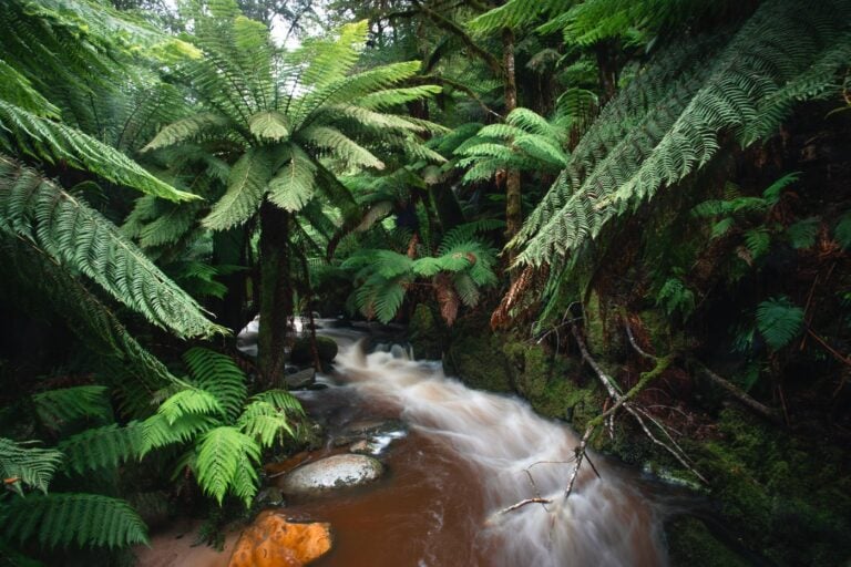 RAINFOREST FERNS AND RIVER AT ST COLUMBA FALLS STATE RESERVE