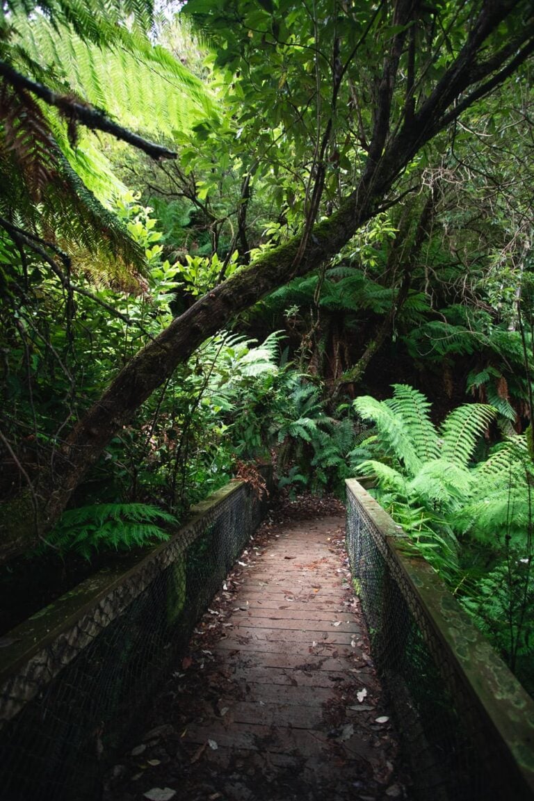 How to Visit St Columba Falls in Pyengana, Tasmania