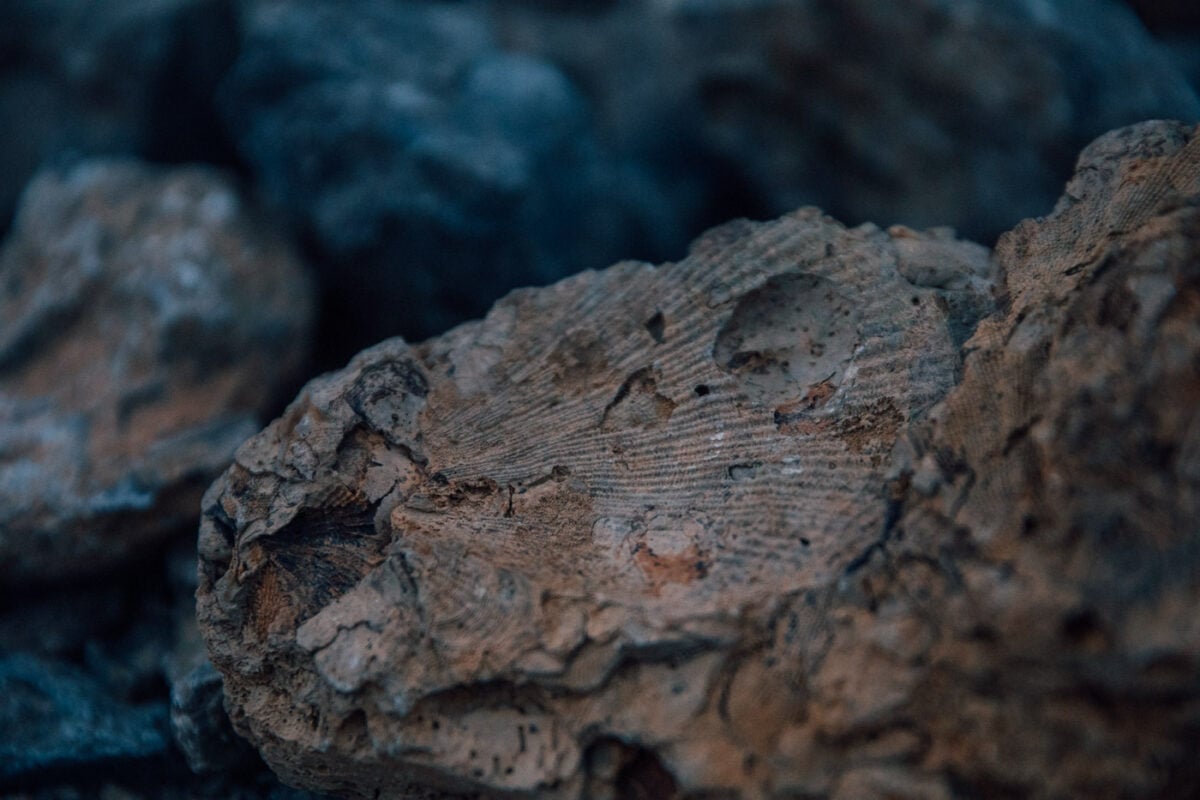 16 Fun Things to Do on Maria Island Tasmania + Travel Guide