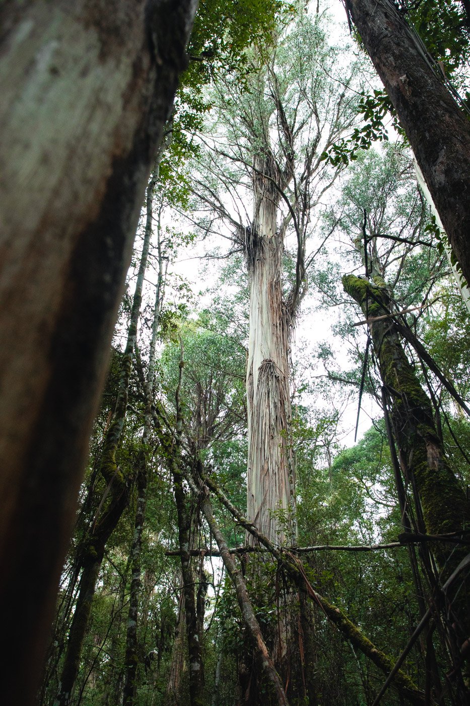 Three Falls Circuit & Tall Trees Walk in Mount Field National Park Tasmania We Seek Travel