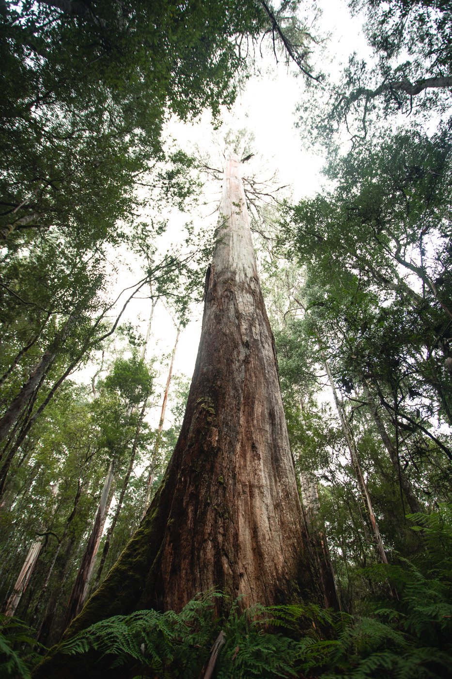 Three Falls Circuit & Tall Trees Walk im Mount Field National Park Tasmanien Eine Reise