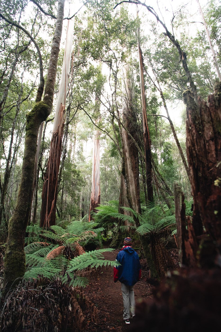 Three Falls Circuit & Tall Trees Walk im Mount Field National Park Tasmanien Eine Reise