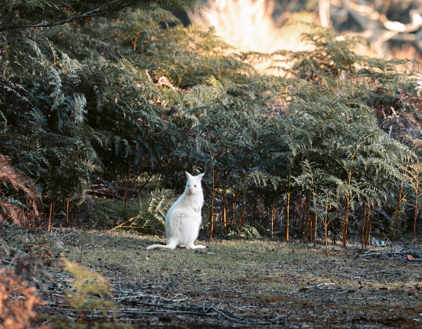 Van Journal Woche 5: Tassie-Tour mit Mama – Eine Reise – Wandern ...