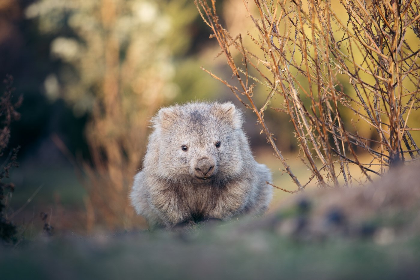 Where to Stay in Tasmania The 11 Best Areas To Visit on Your Tassie Trip We Seek Travel Blog