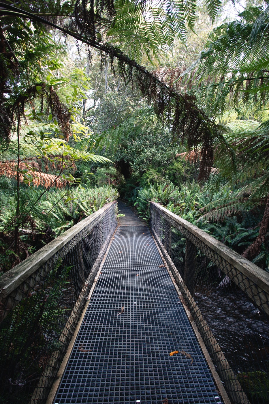 Visiting Hastings Caves and Thermal Springs Tasmania's Best Cave Tour