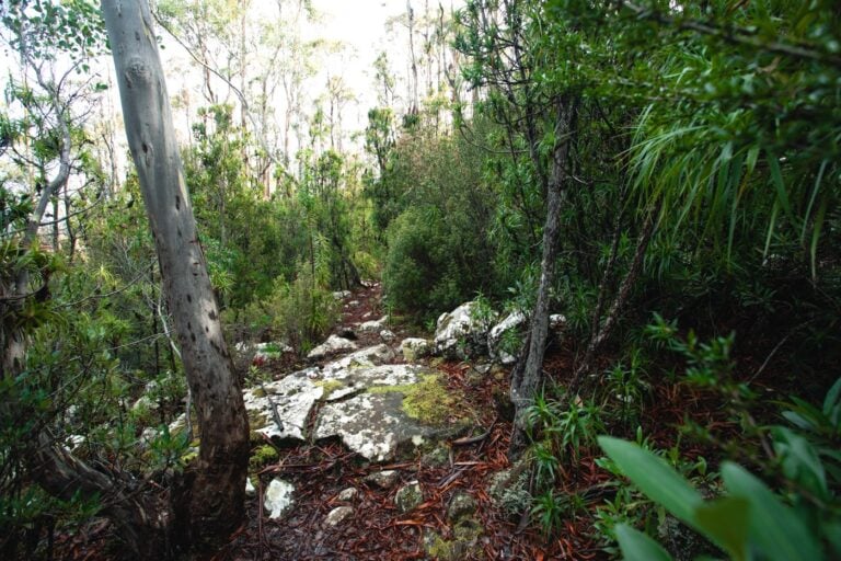 DESCENDING TO WELLINGTON FALLS TASMANIA