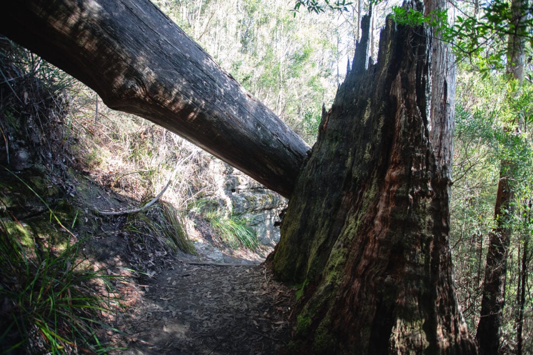 Snug Falls Tasmania An Awesome Waterfall Walk Near Hobart