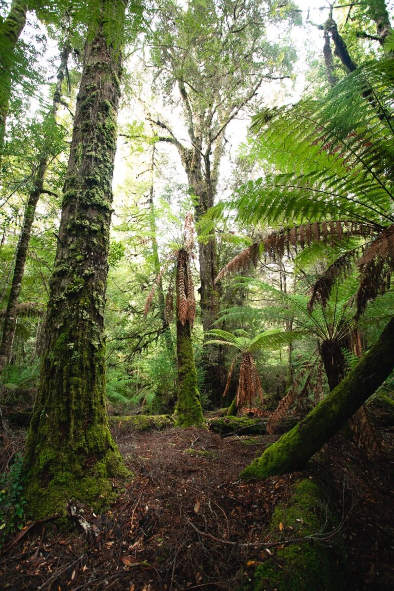Styx Tall Trees Walk Where to See Tasmanian Giant Trees