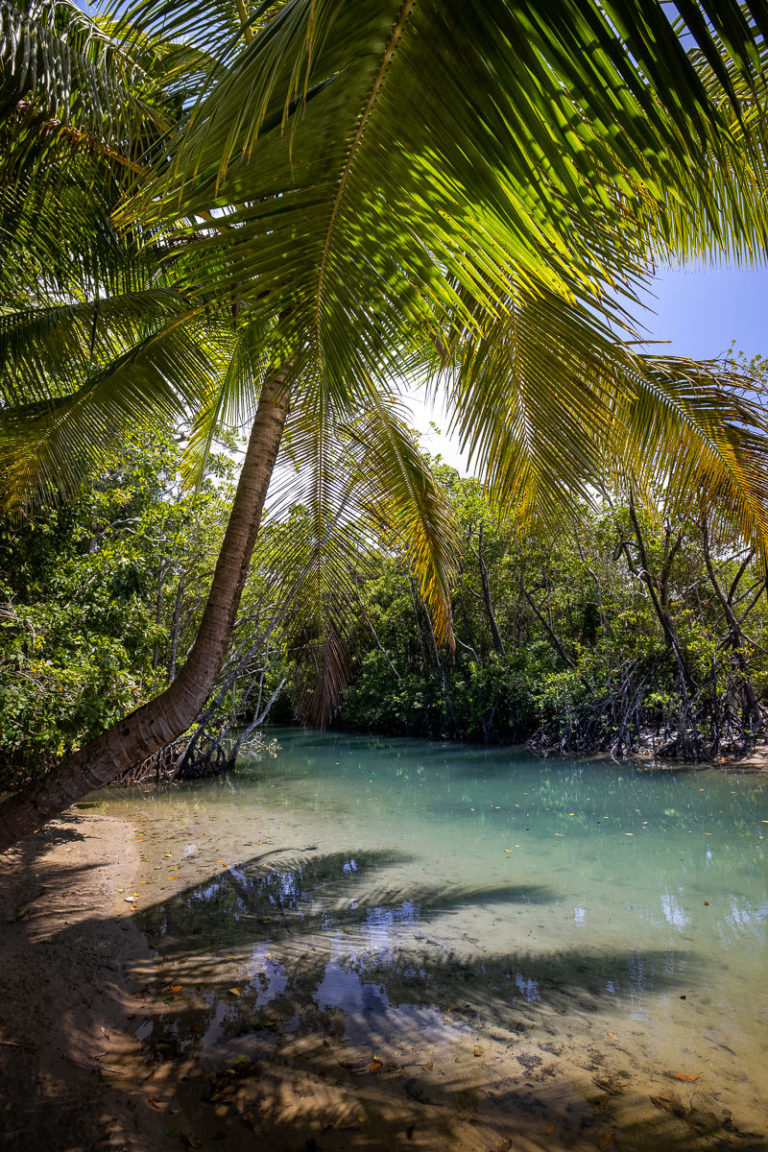 20 Top Things to do in Cape Tribulation & the Daintree 2023 Cape Trib