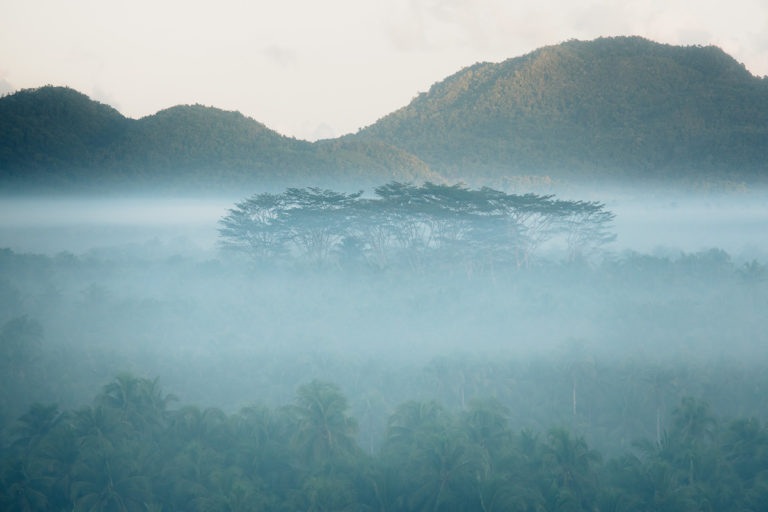 How to Find the Epic Palm Tree Lookout on Siargao