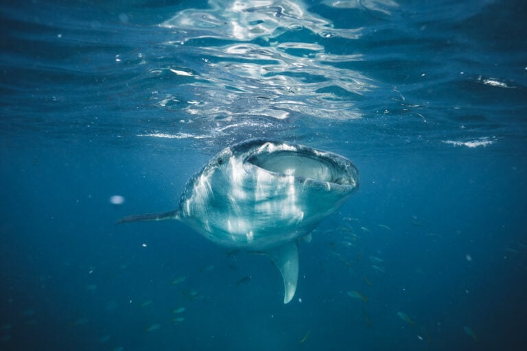 26 Awesome Things to do in Tulum Mexico - 2023 Guide – We Seek Travel