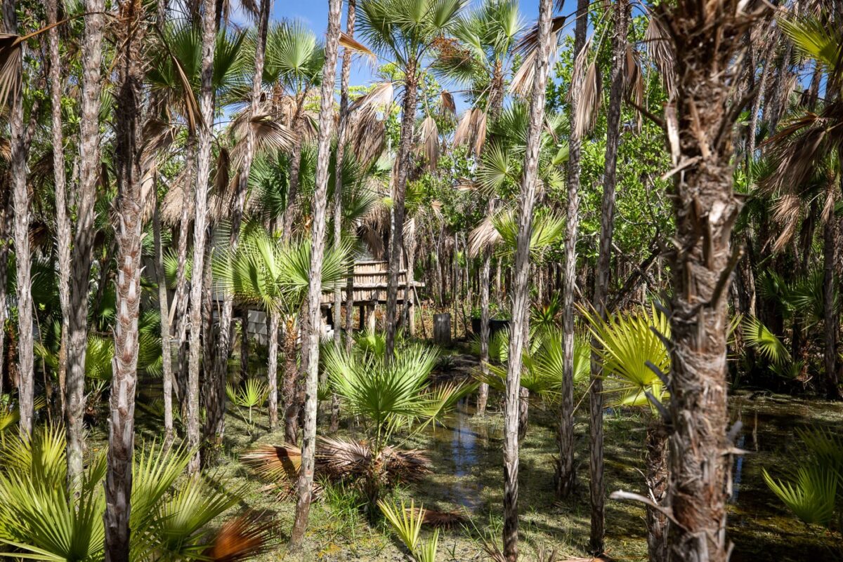 How to Visit Casa Cenote (Cenote Manati) in Tulum, Mexico