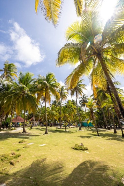 Green Palm Trees at Johnny Cay Island in San Andres, Colombia