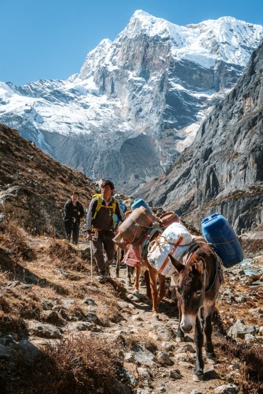 Mules trekking to Mera Peak