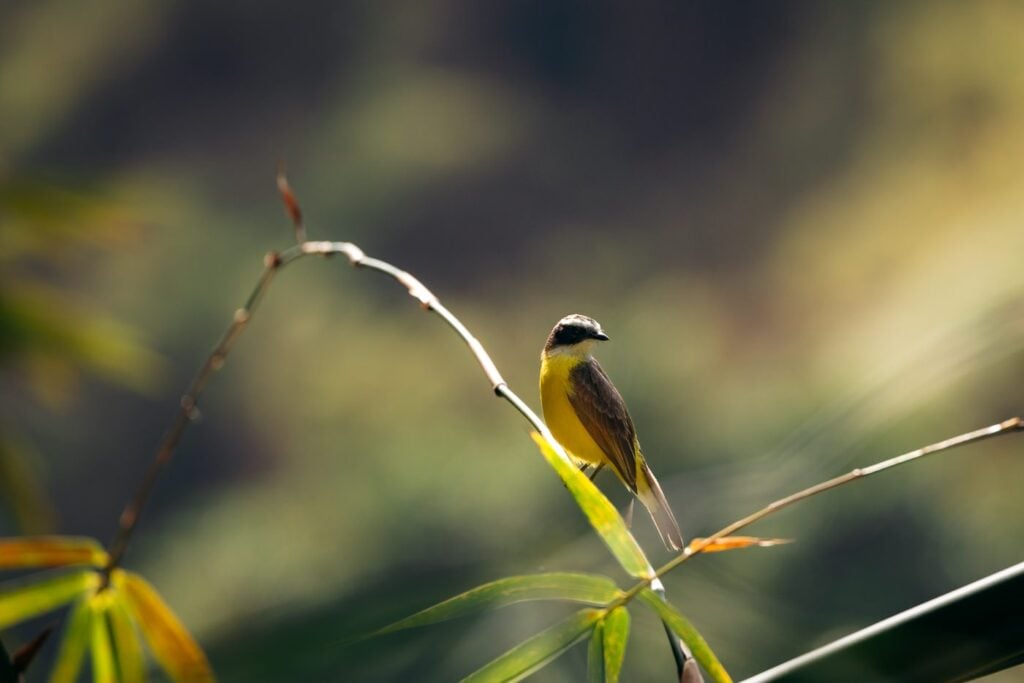 35 Best Things To Do In Medellín, Colombia Bird in parque los salados