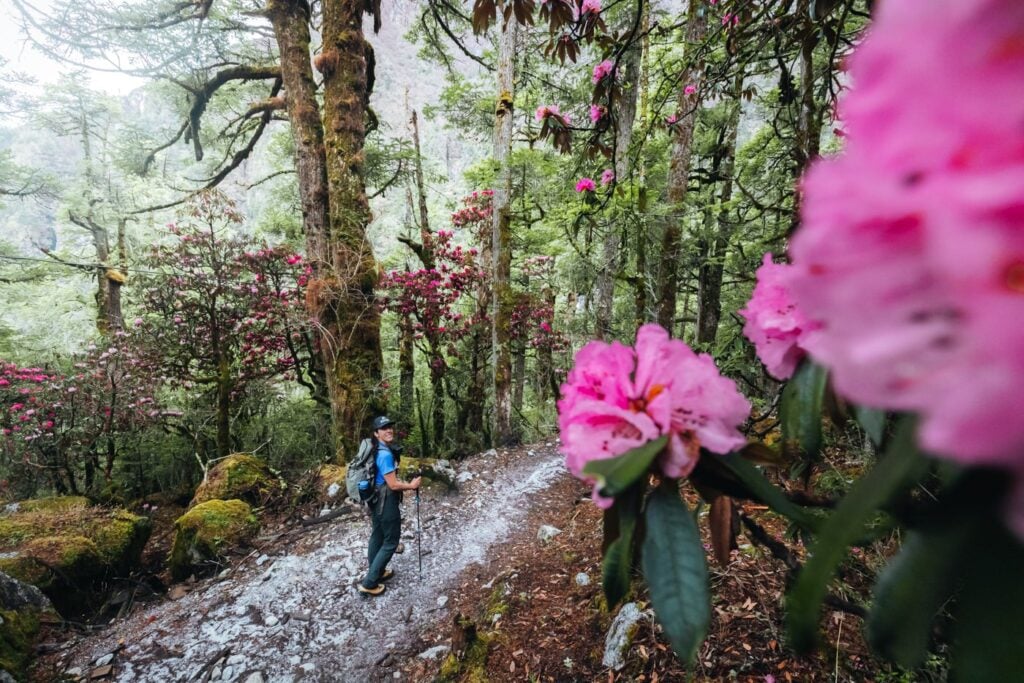 Is The Manaslu Circuit Worth It? An Honest Review Pink flowers on manaslu circuit
